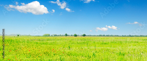 green grass on spring field