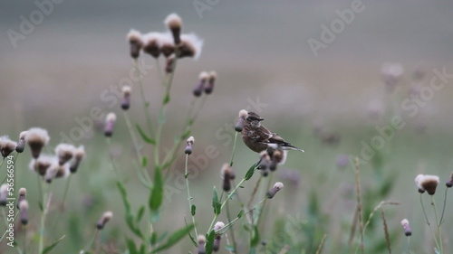 field pipit photo