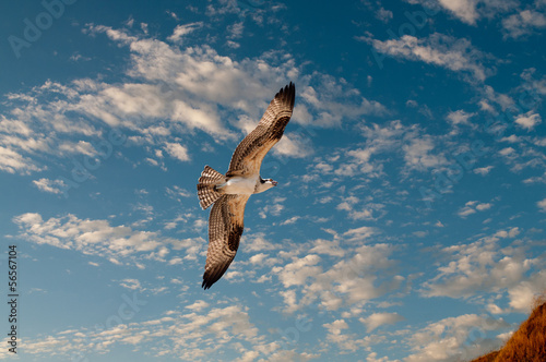 Osprey in flight against a blue sky