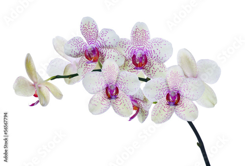 Fototapeta Naklejka Na Ścianę i Meble -  light color orchid flowers in pink spots on white