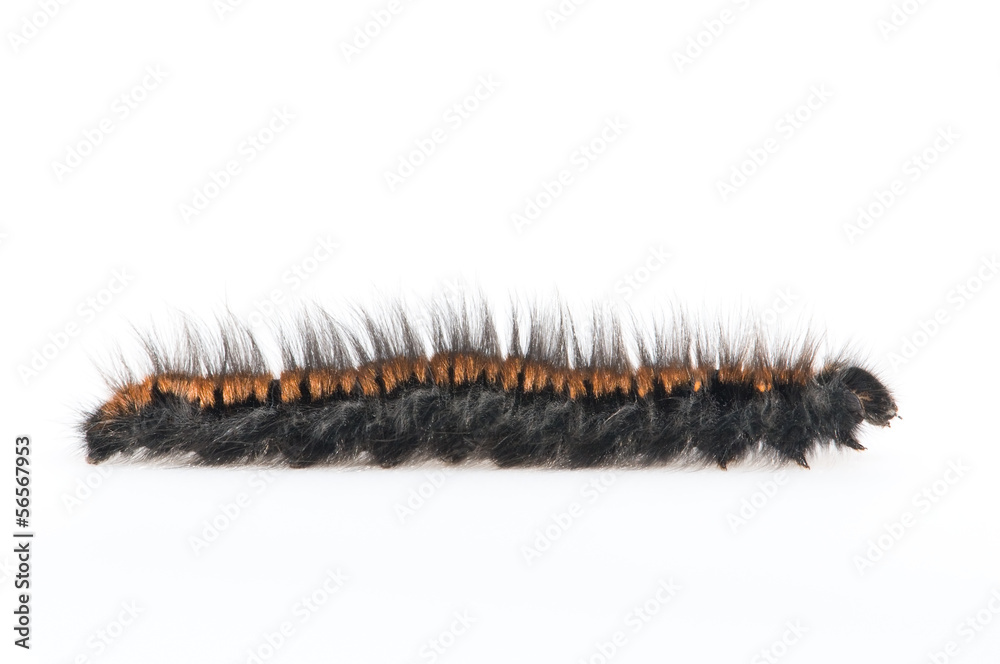 moth caterpillar on pure white background moth caterpillar on pure white background