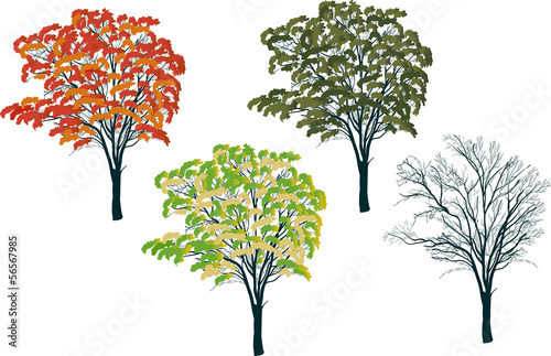 isolated tree from four seasons