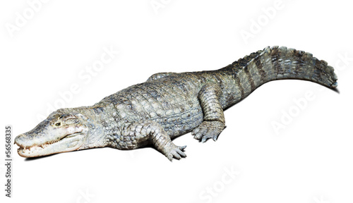 spectacled caiman on white