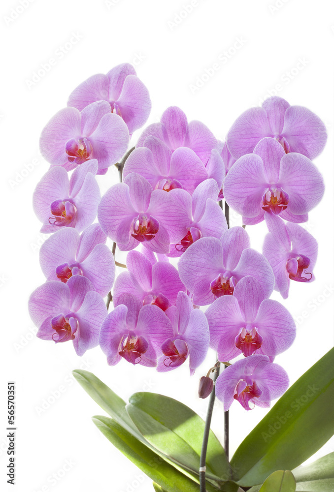 Orchids roses