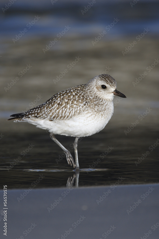 Grey plover, Pluvialis squatarola Grey plover, Pluvialis squatarola