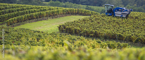 Vendanges mécanique du raisin dans le vignoble photo