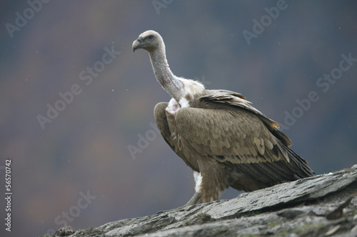 Griffon vulture  Gyps fulvus