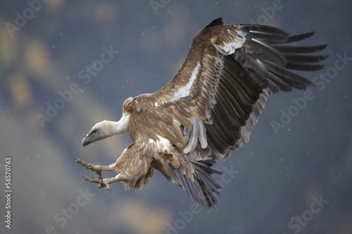 Griffon vulture, Gyps fulvus