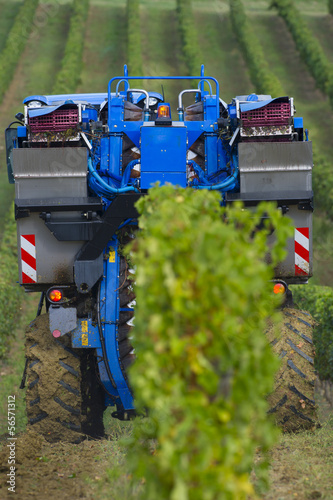 Vendanges mécanique du raisin dans le vignoble photo