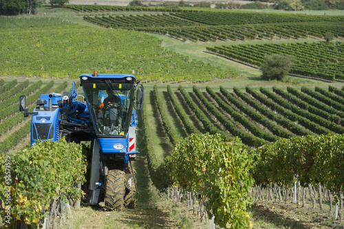 Fototapete Vendanges mécanique du raisin dans le vignoble