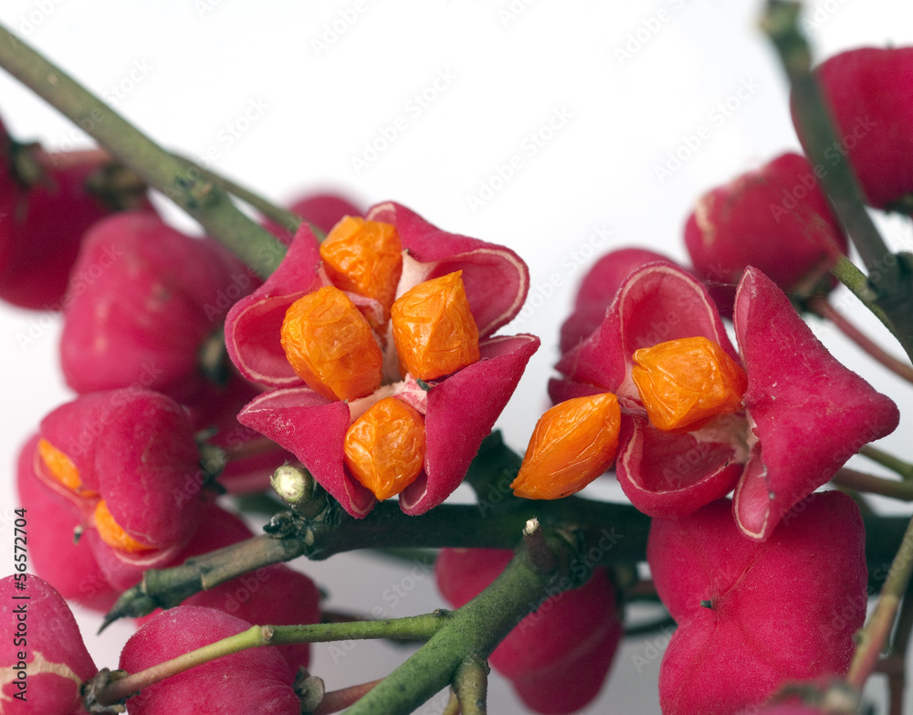 Pfaffenhuetchen Images – Browse 56 Stock Photos, Vectors, and