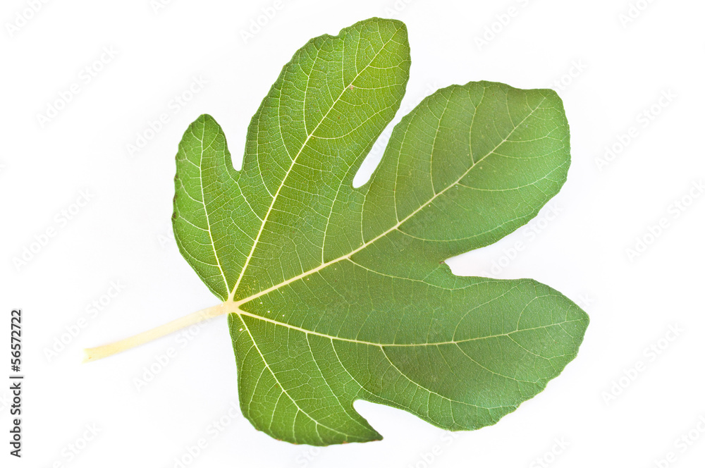 Fototapeta premium Feuille de figuier sur fond blanc