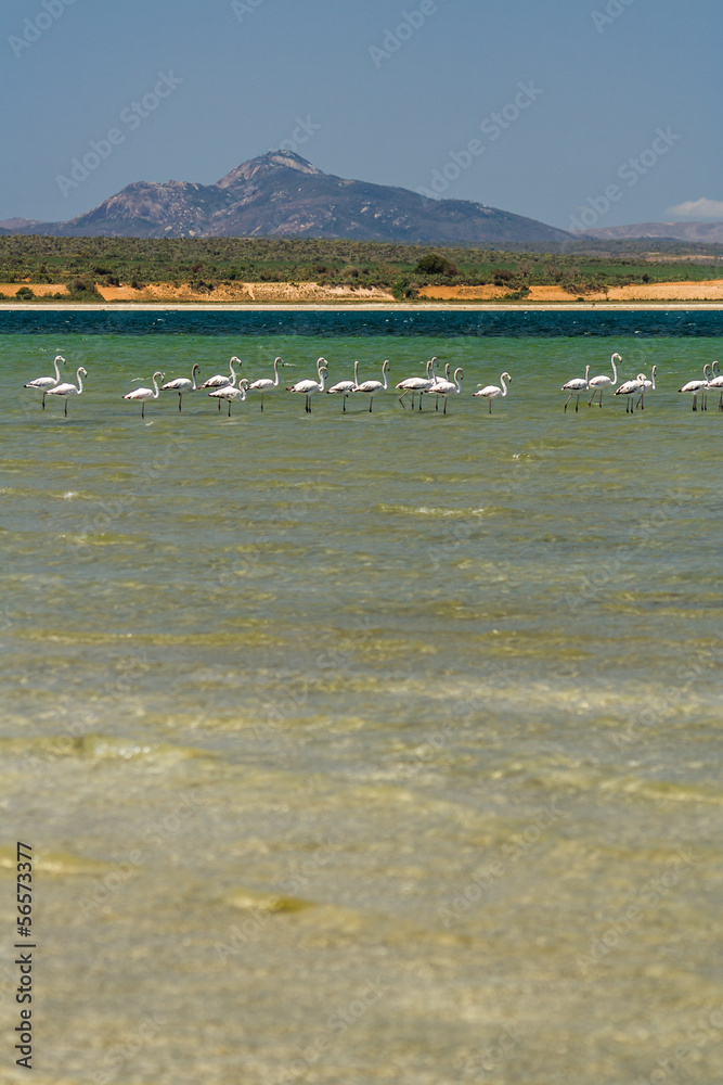 White flamingos