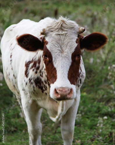 Cow on green meadow.