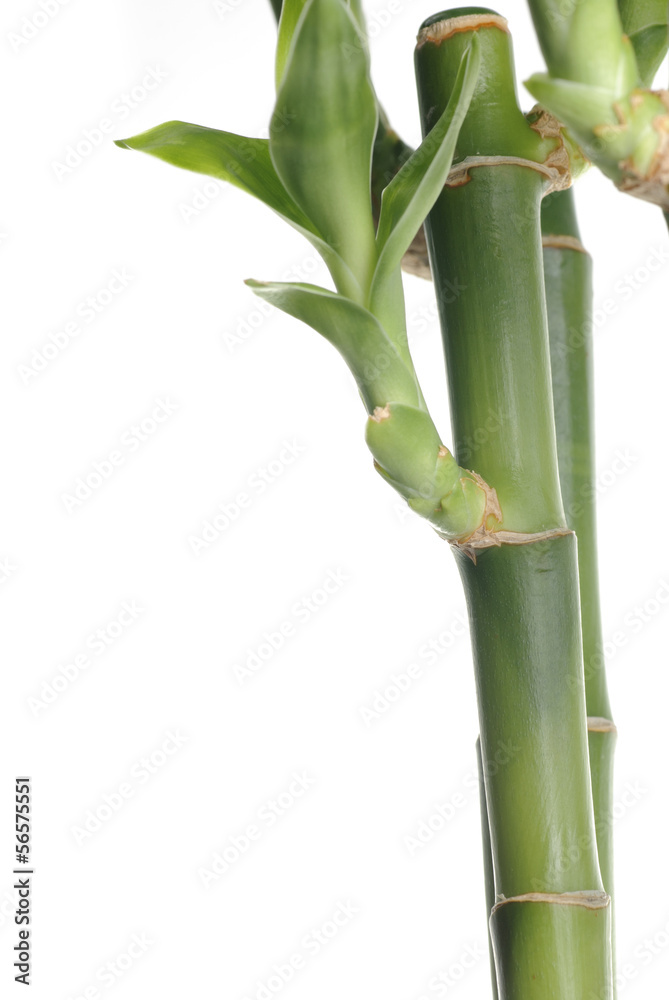 Obraz premium Macro nature bamboo