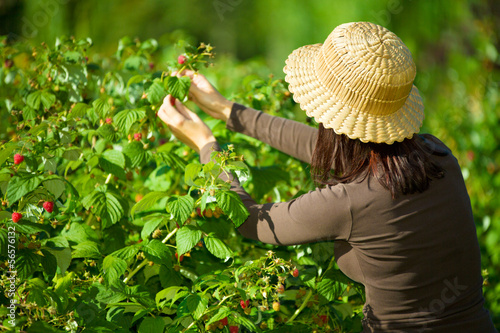 A woman picking raspberries photo