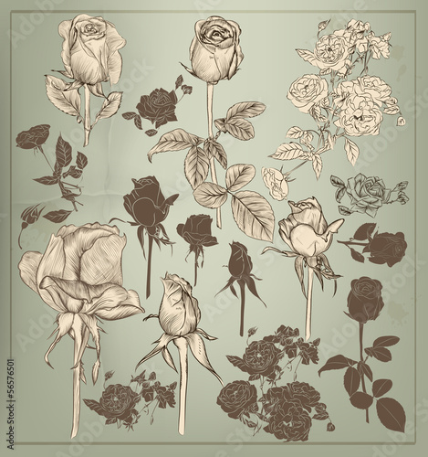 Collection  of vector vintage hand drawn roses for design