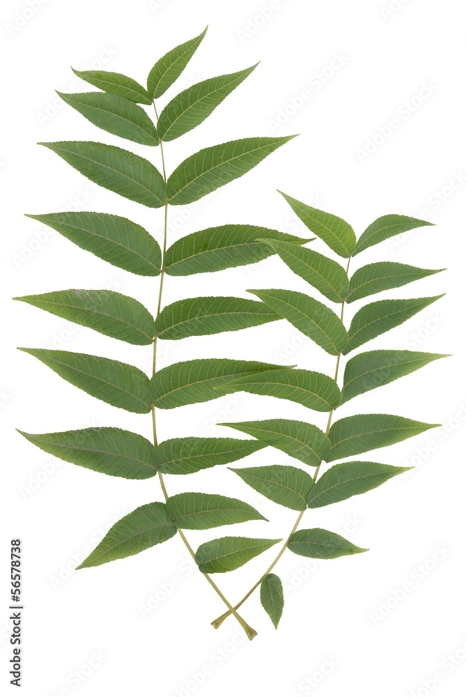 Fototapeta premium green leaves of black walnut tree