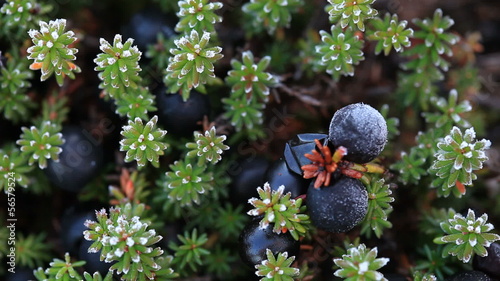 Alpine dwarf shrub Empetrum nigrum - black crowberry photo