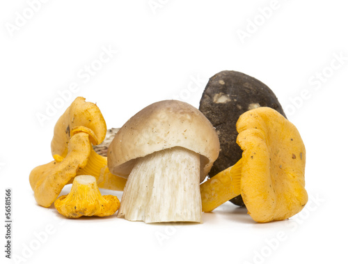 beautiful eadible mushrooms photo