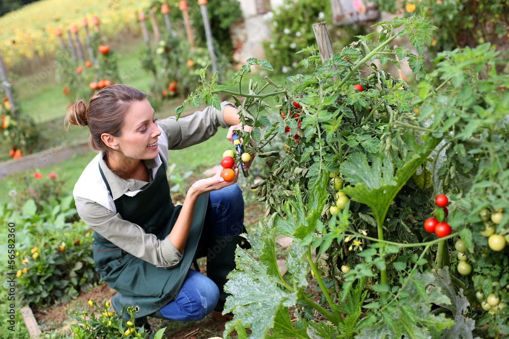 Fototapeta premium Woman in kitchen garden picking tomatoes