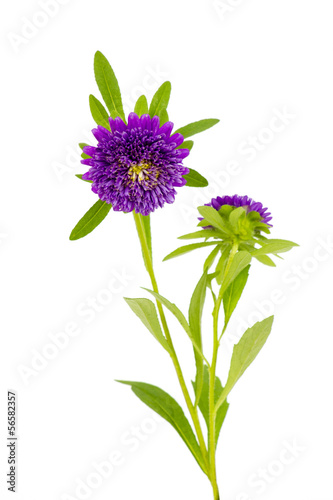 Fototapeta Naklejka Na Ścianę i Meble -  aster flowers