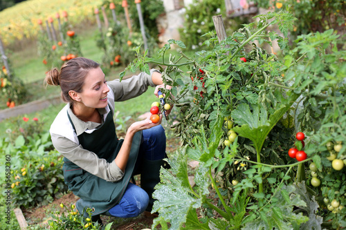 Woman in kitchen garden picking tomatoes