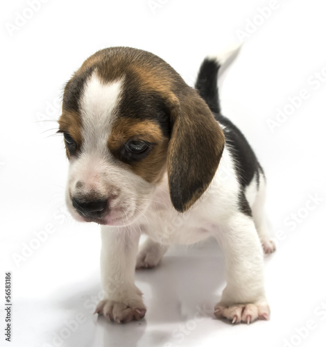 Beagle dog of white background