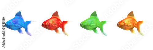 Pesci colorati, stampa RGB, CMYK, tipografia photo