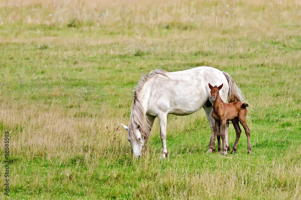 Horse white with bay foal Horse white with bay foal