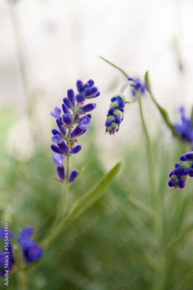 Obraz premium lavander