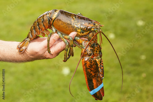 Live Lobster photo