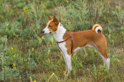 Cute Basenji dog - troop leader in the wild grass.