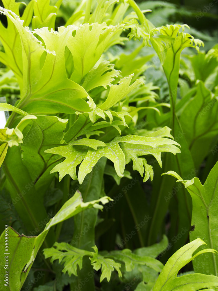 Obraz premium Fern leaves