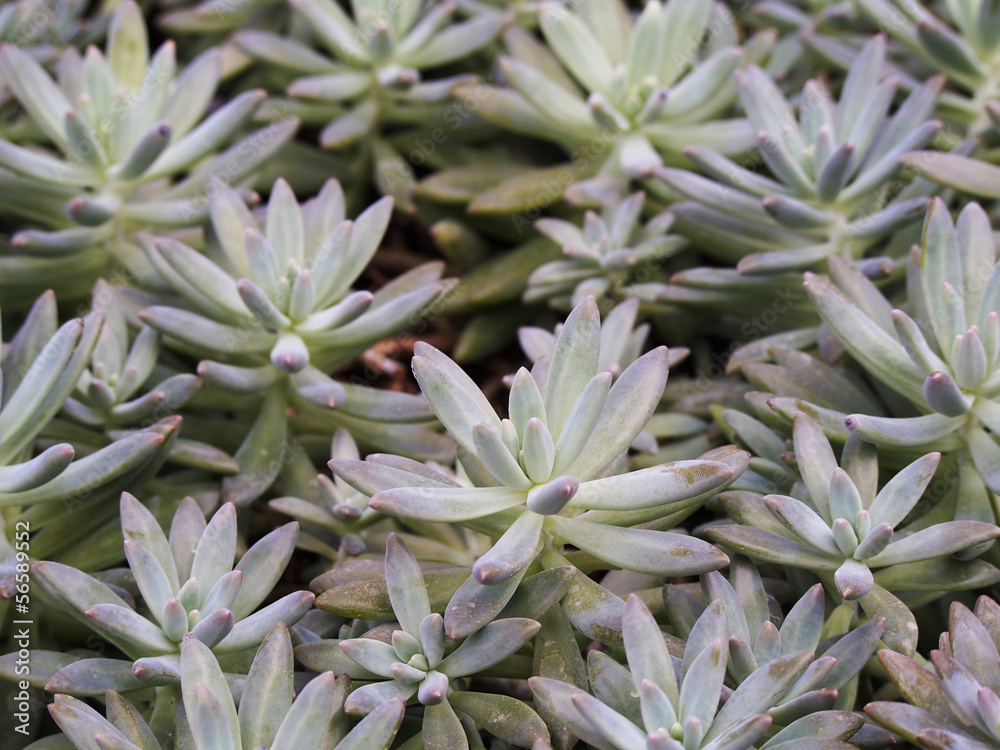 Stonecrop plant Stonecrop plant