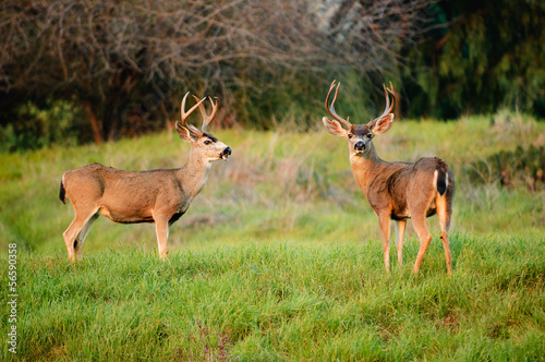Black-tailed deer bucks