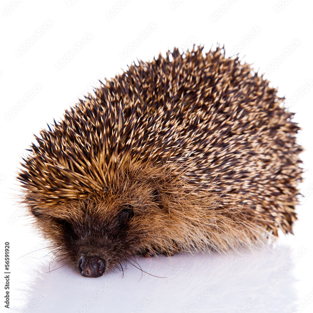 hedgehog isolated on white background hedgehog isolated on white background