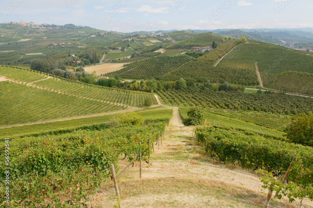 Vigneti nella zona di Barolo - Piemonte