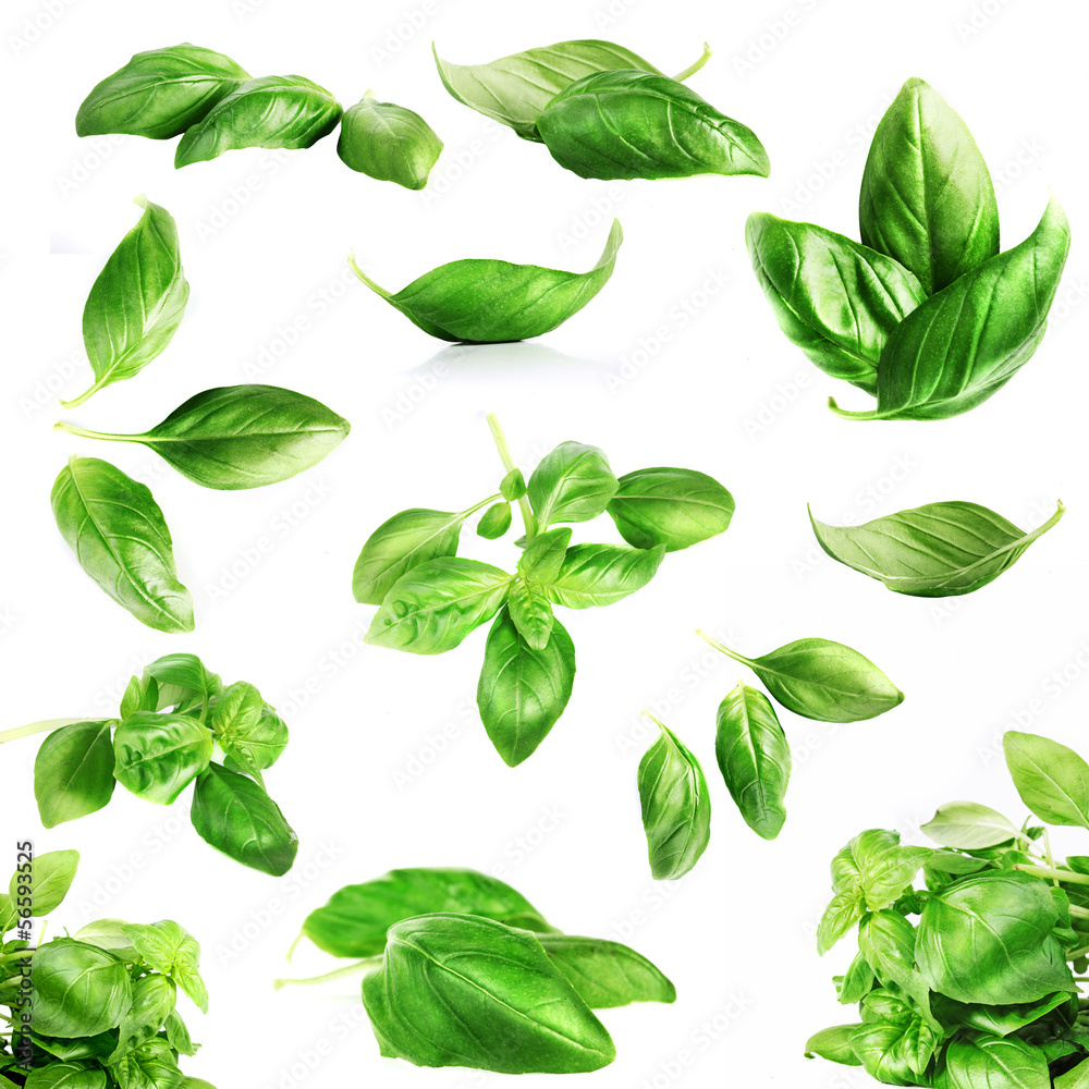 Basil leaves close up on white Basil leaves close up on white