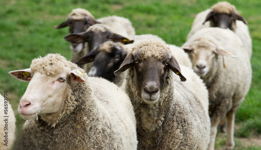 Herd of sheep stand on grass field