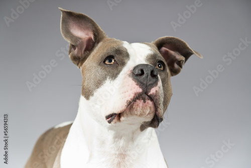 American bull terrier portrait. Brown with white spots. Studio s photo