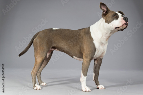 American bull terrier portrait. Brown with white spots. Studio s photo