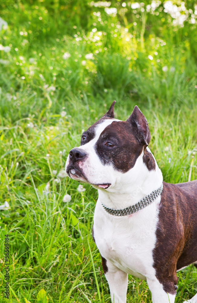 Staffordshire terrier on a meadow