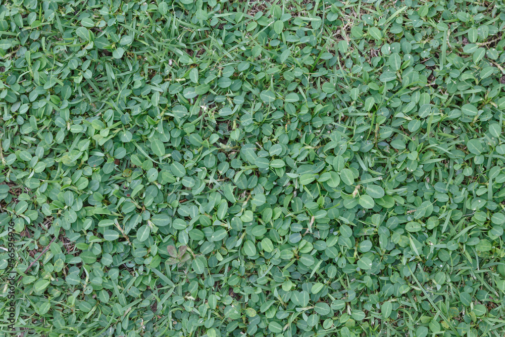 Green leaves wall background and texture Green leaves wall background and texture