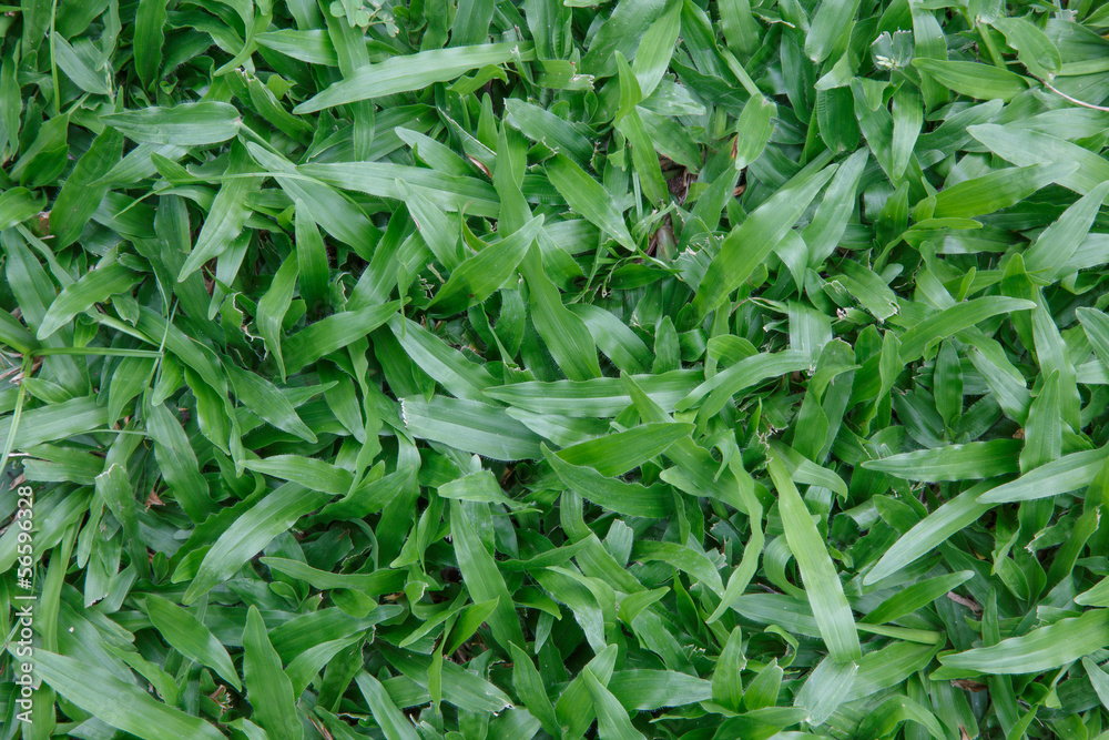 Green leaves wall background and texture