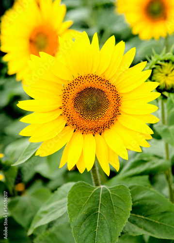 Image of beautiful sunflower