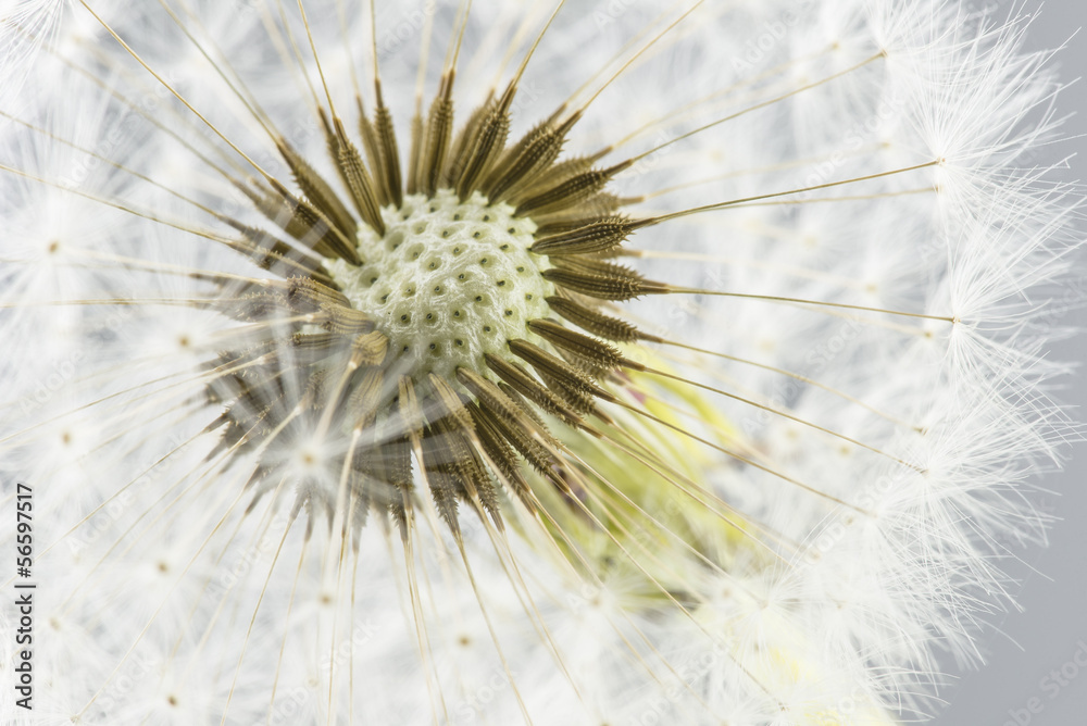 Macro shot of dandelion