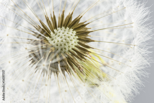 Macro shot of dandelion