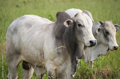 Fotografia Cows and bulls on a farm in Mato Grosso