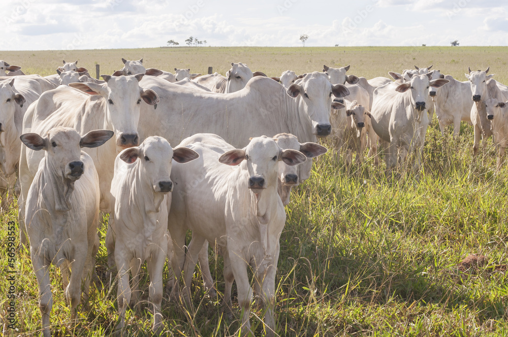 Cows and bulls on a farm in Mato Grosso